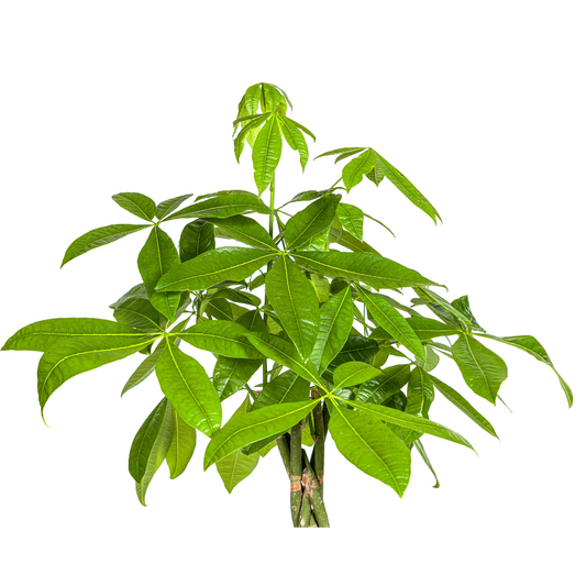 Pachira Aquatica Ø27cm - ↕130 - 150cm bei Pflanzfix24
