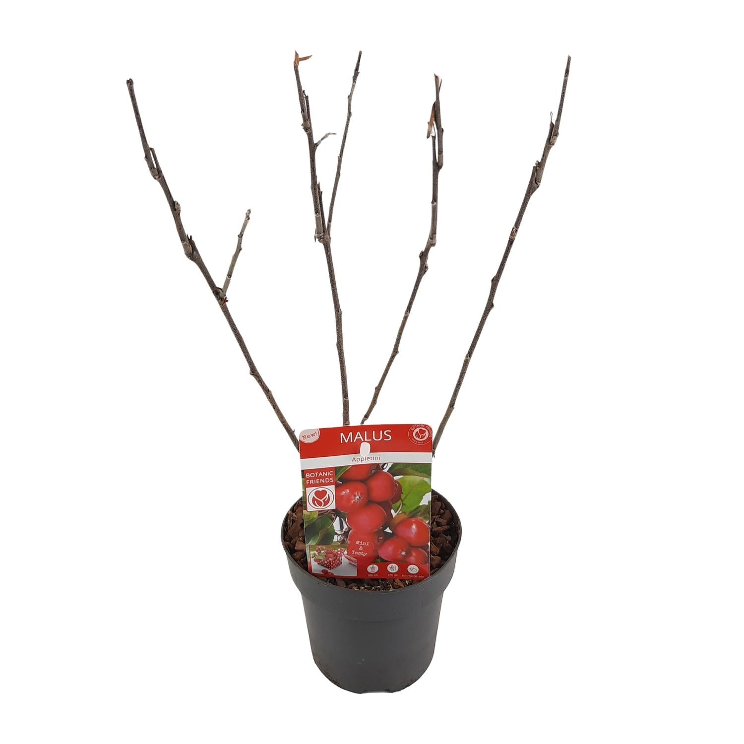 Malus 'Appletini' Apfelbaum Ø13cm | Kompakt & Vielseitig | Pflanzfix24.de - Pflanzfix24.de