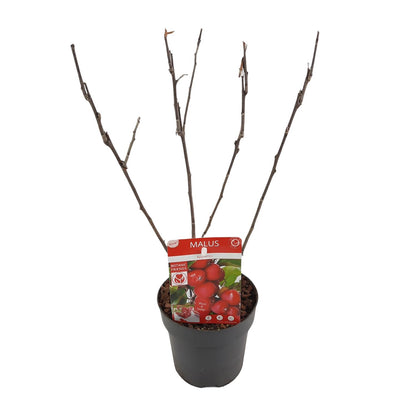Malus 'Appletini' Apfelbaum Ø13cm | Kompakt & Vielseitig | Pflanzfix24.de - Pflanzfix24.de