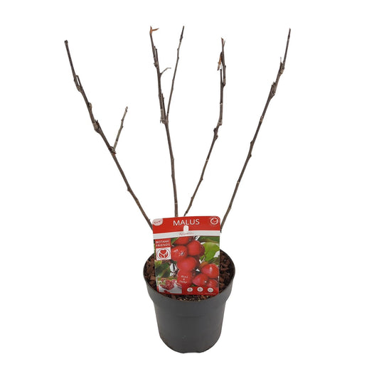 Malus 'Appletini' Apfelbaum Ø13cm | Kompakt & Vielseitig | Pflanzfix24.de - Pflanzfix24.de