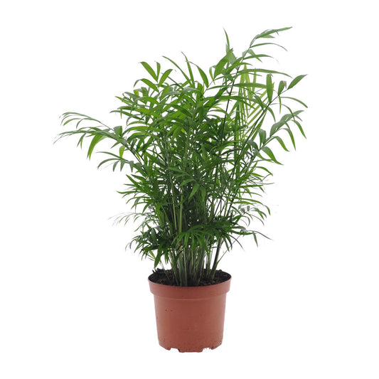 Chamaedorea Elegans - Ø17cm - ↕50cm - Pflanzfix24.de - Pflanzfix24.de