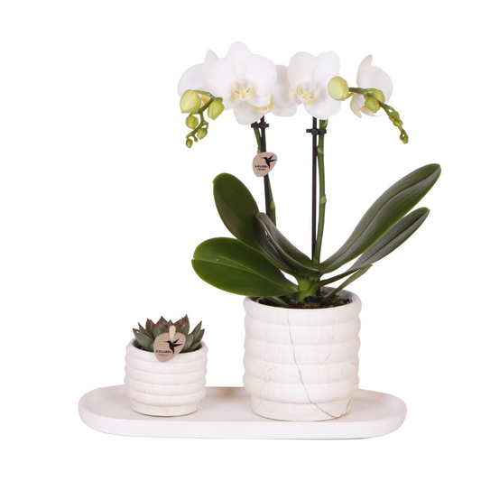 Pflanzfix24.de | Slow Living Geschenkset Small | Weiße Phalaenopsis Orchidee Lausanne und Sukkulente inkl. Keramik-Zierpflanztöpfe - Pflanzfix24.de
