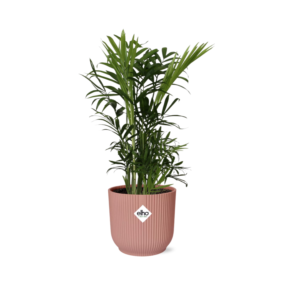 Chamaedorea Elegans in ELHO Vibes Fold 14cm roze - Pflanzfix24