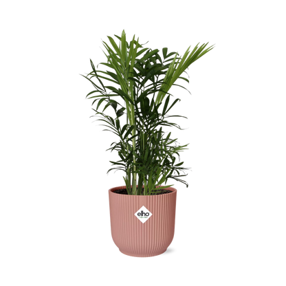 Chamaedorea Elegans in ELHO Vibes Fold 14cm roze - Pflanzfix24