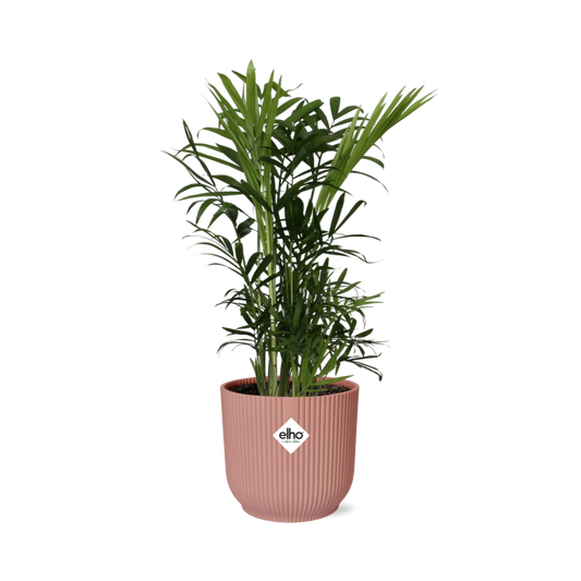 Chamaedorea Elegans in ELHO Vibes Fold 14cm roze - Pflanzfix24