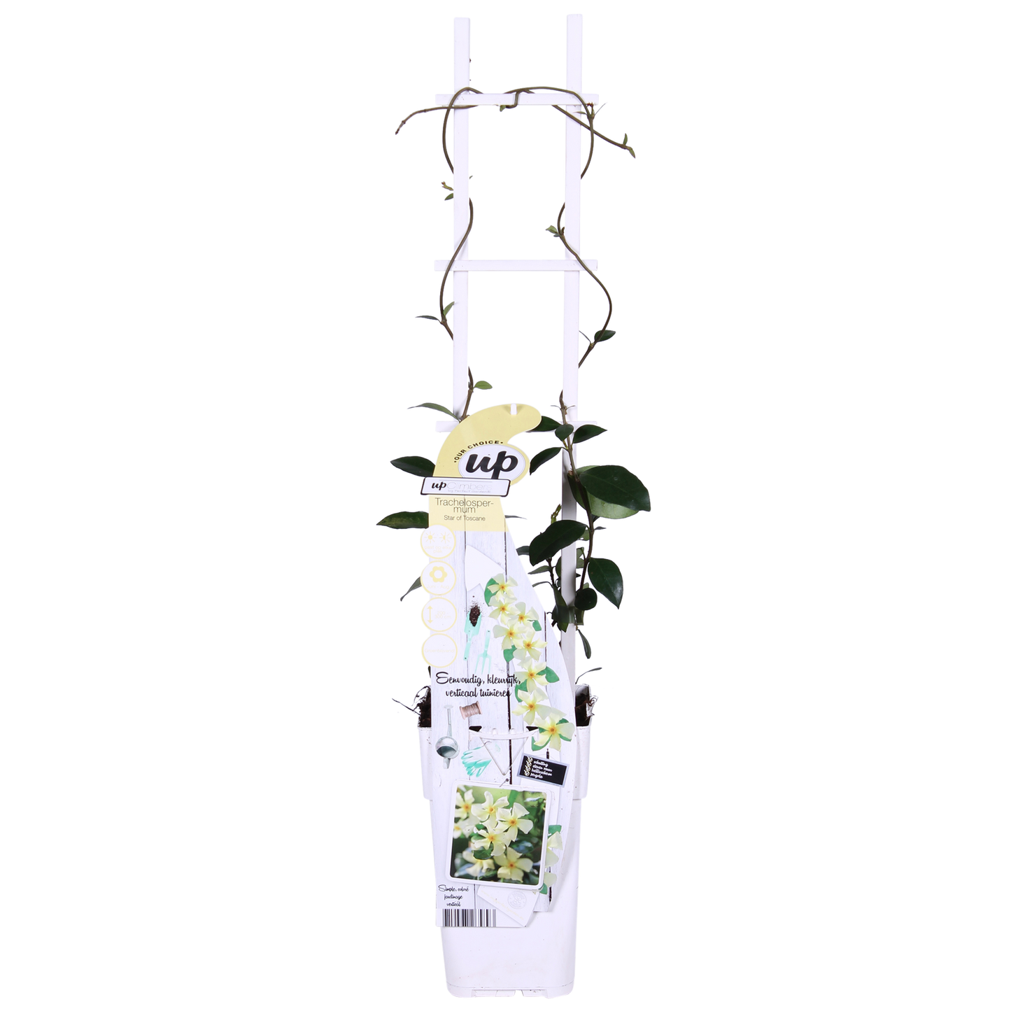 2x - Trachelospermum 'Star of Toscana' - ↨65cm - Ø15 - Pflanzfix24