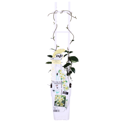 2x - Trachelospermum 'Star of Toscana' - ↨65cm - Ø15 - Pflanzfix24