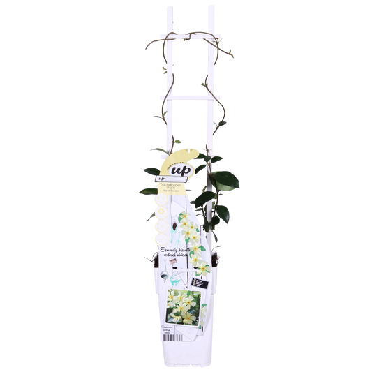 2x - Trachelospermum 'Star of Toscana' - ↨65cm - Ø15 - Pflanzfix24