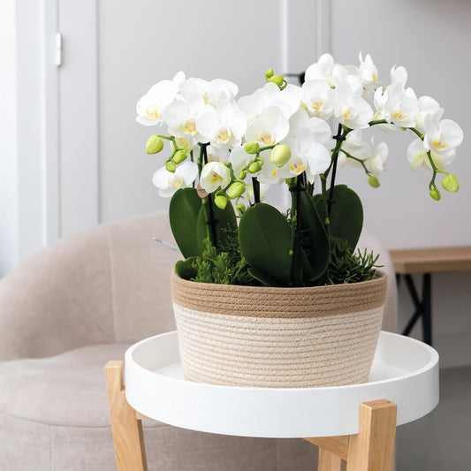 Rosa Orchideen-Set im Baumwollkorb mit Wassertank – 3x Orchidee & 3x Grünpflanzen | Pflanzfix24.de - Pflanzfix24.de