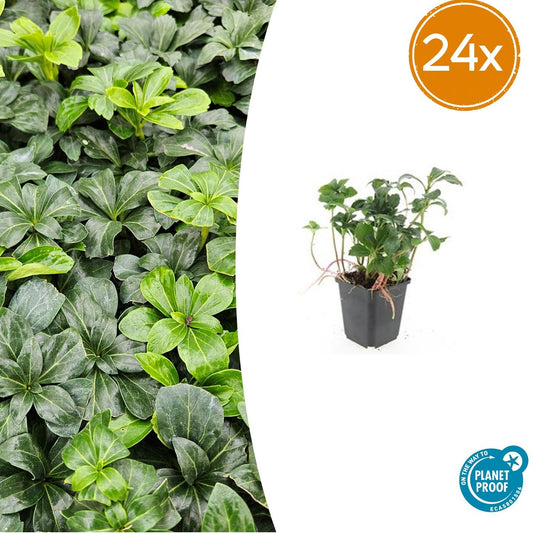 24x Pachysandra terminalis 'Green Sheen' - ↕10-25cm - Ø9cm - Pflanzfix24