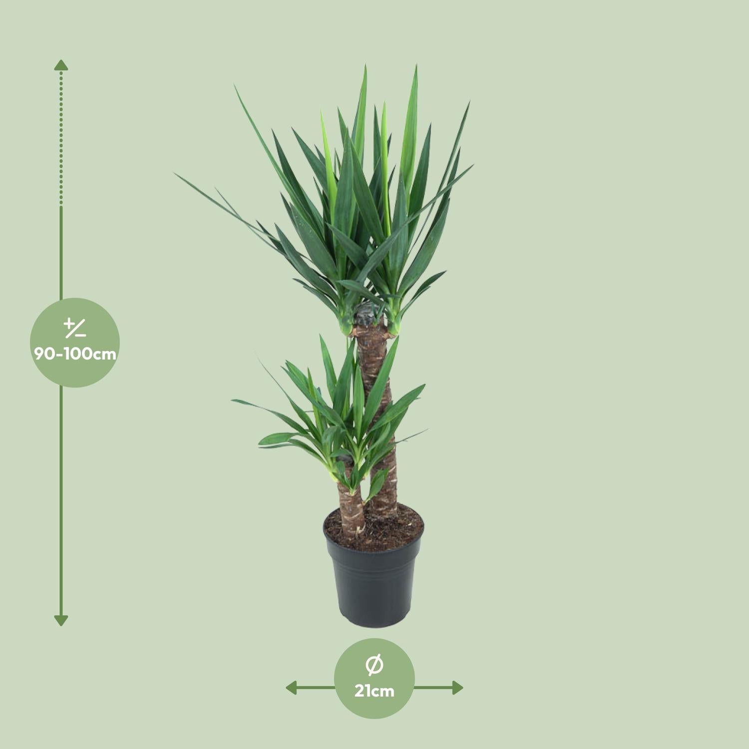 Yucca Elephantipes 100cm Ø21cm – Pflegeleichte Zimmerpflanze | Pflanzfix24.de - Pflanzfix24.de