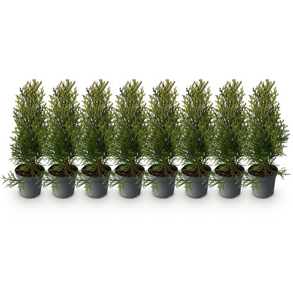GreenboutiQ - Thuja occidentalis Smaragd Heckenpflanze - 8 Pflanzen - Pflanzfix24.de - Pflanzfix24.de