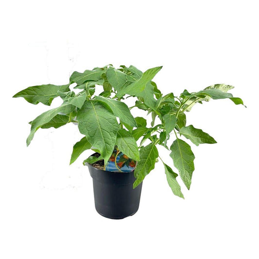 Brugmansia Struik Oranje 23 Cm - Pflanzfix24