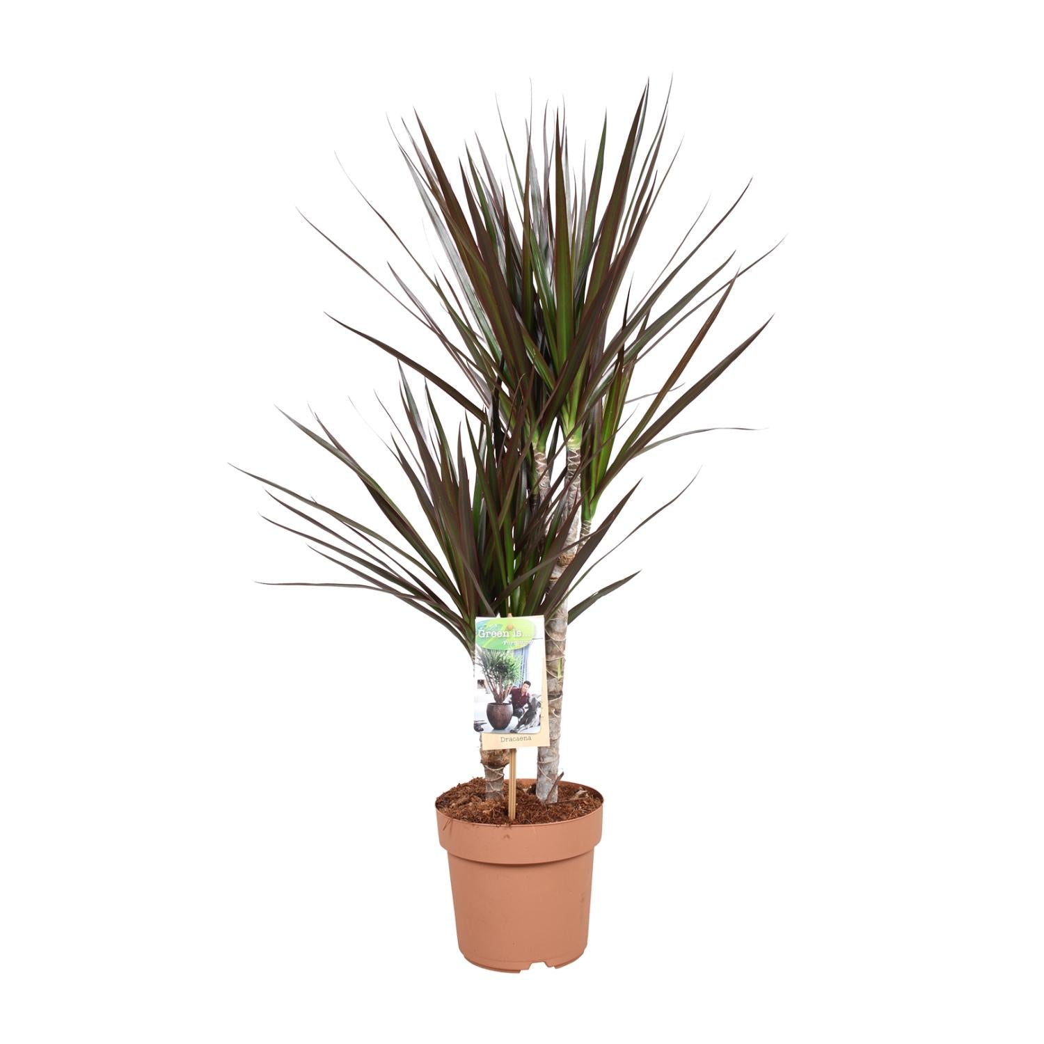 Dracaena Magenta - Ø17cm - ↕80cm bei Pflanzfix24.de - Pflanzfix24.de