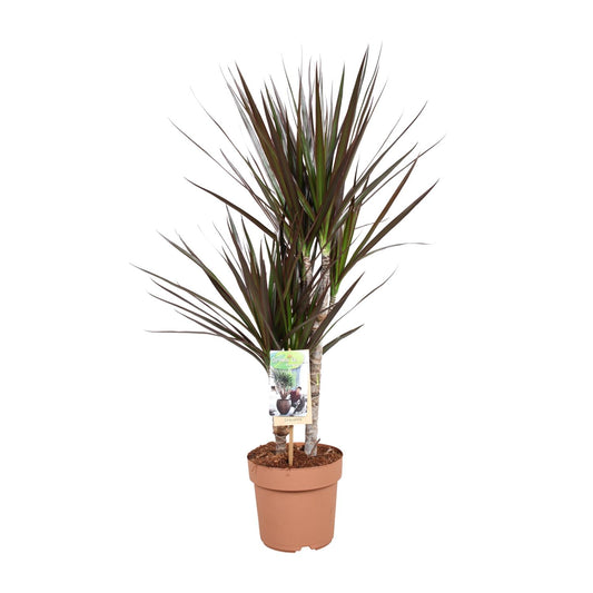 Dracaena Magenta - Ø17cm - ↕80cm bei Pflanzfix24.de - Pflanzfix24.de