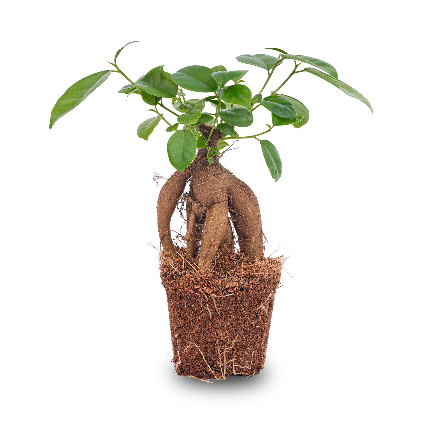 Ficus microcarpa ginseng bonsai - Potmaat 9 bei Pflanzfix24.de - Pflanzfix24.de