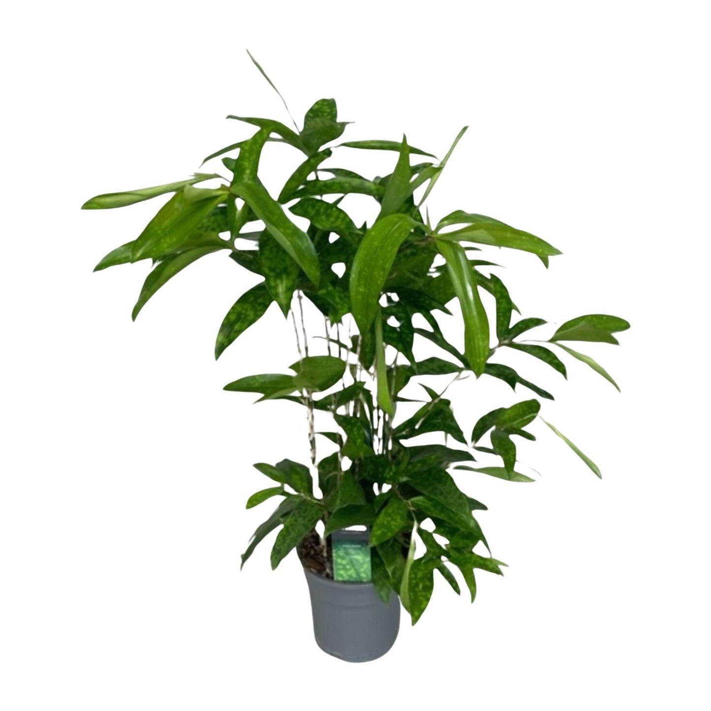 Dracaena Surculosa - Ø17cm - ↕60cm - Pflanzfix24
