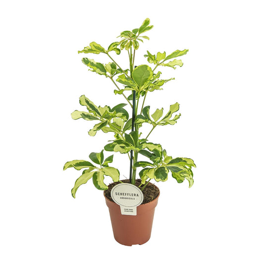 Schefflera Charlotte Ø13cm, 45cm | Luftreinigende Zimmerpflanze | Pflanzfix24.de - Pflanzfix24.de