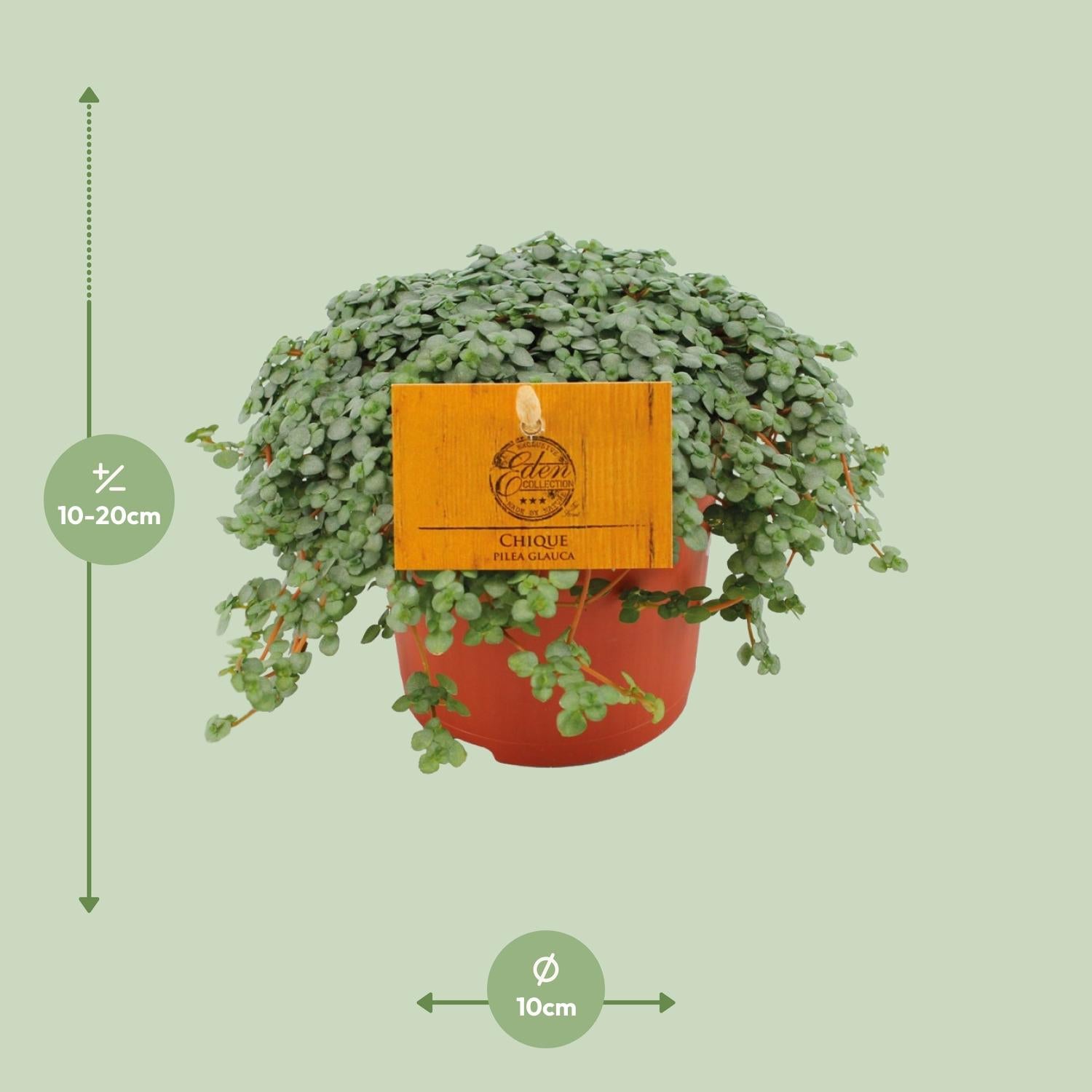 Pilea Glauca Ø11cm – Elegante Zimmerpflanze | Pflanzfix24.de - Pflanzfix24.de