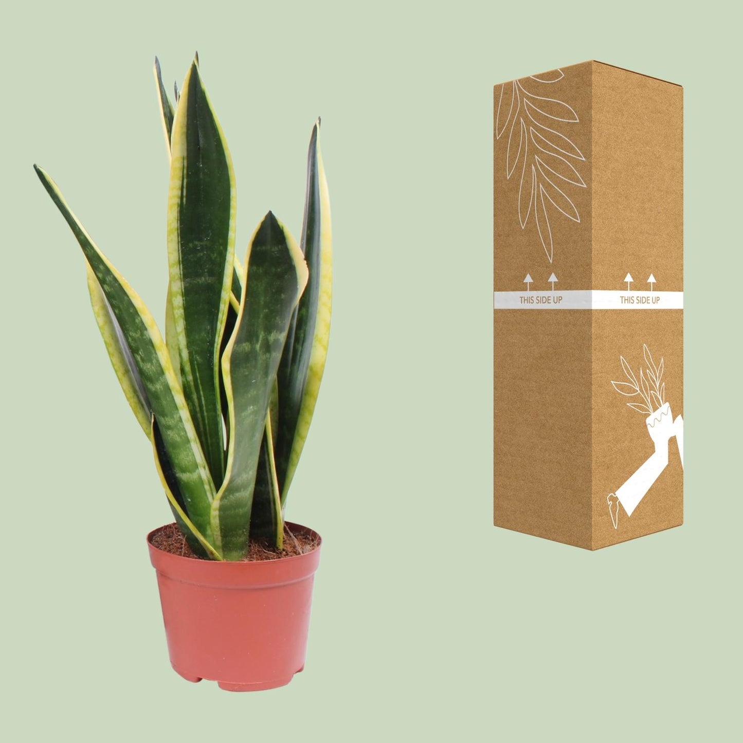 Sansevieria Black Superba - Ø14cm - ↕45cm - Pflanzfix24