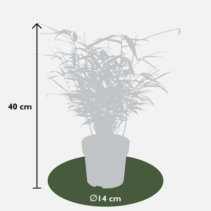 12x - Fargesia rufa - ↨40cm - Ø14 - Pflanzfix24