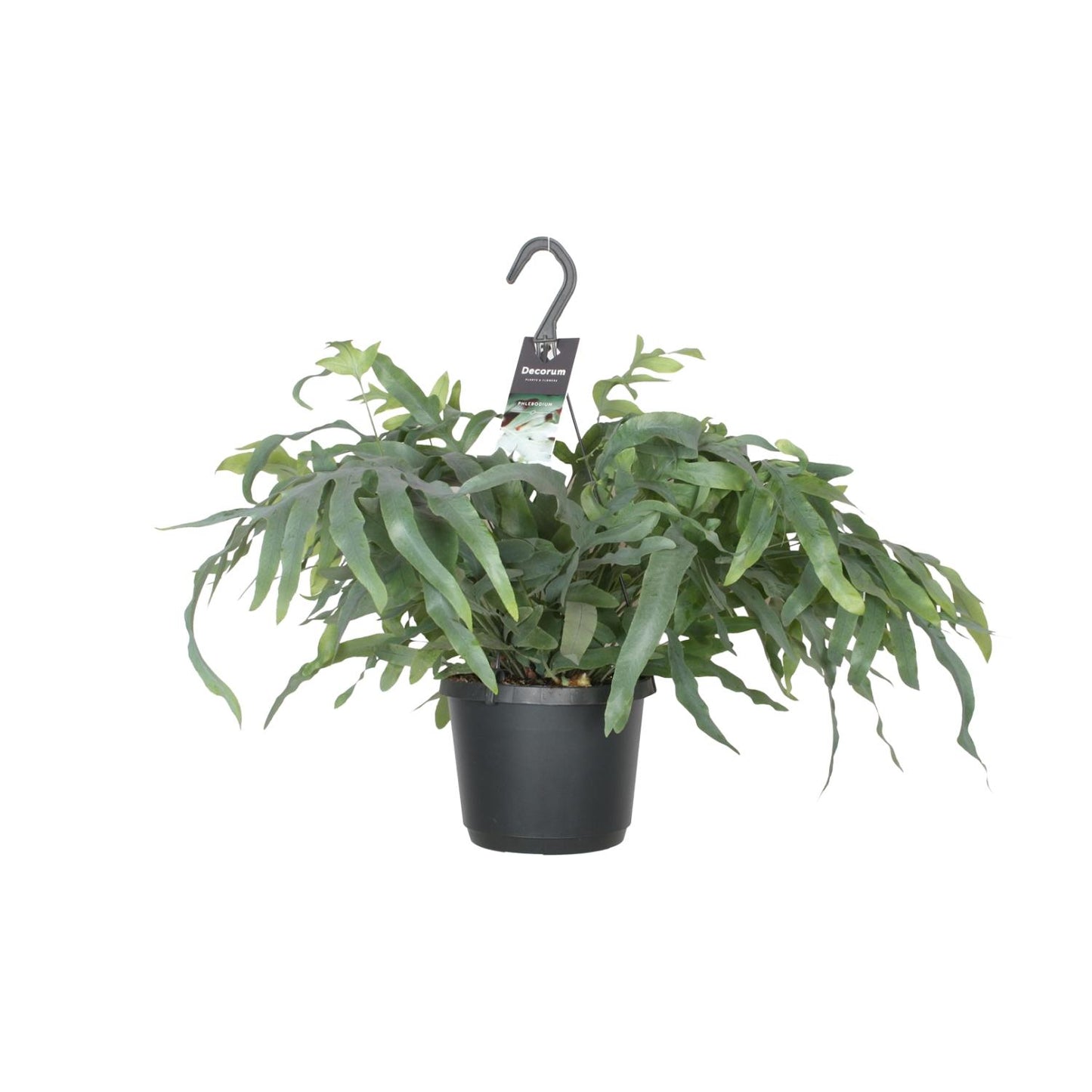 Phlebodium Blue Star Farn Ø17cm – Elegante Zimmerpflanze | Pflanzfix24.de - Pflanzfix24.de