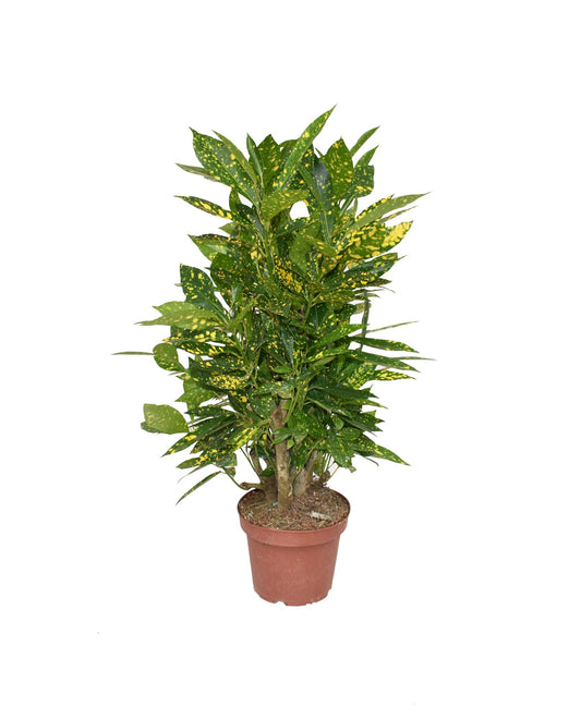 Croton Gold Dust P14 - Ø14cm - ↕50cm - Pflanzfix24