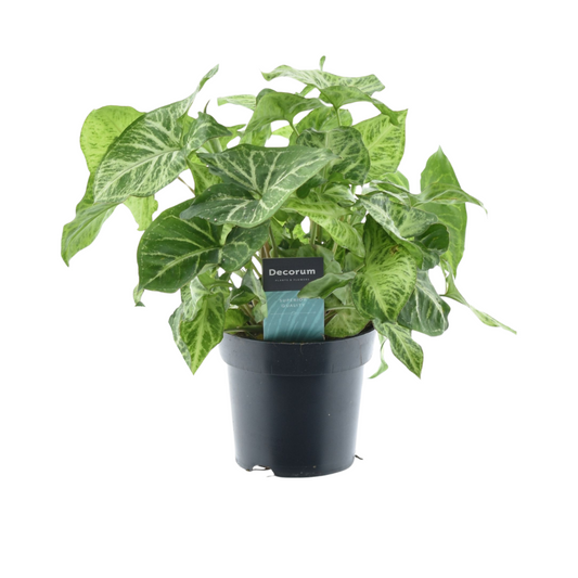 Syngonium Arrow Feel Green - pflanzfix24