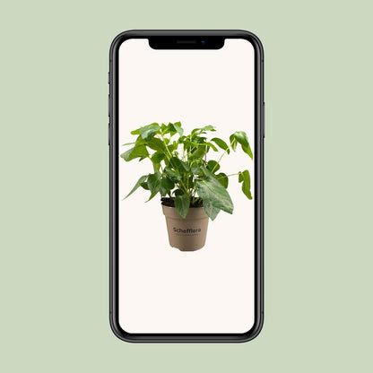 Schefflera Artinolphylla - Ø15cm - ↕45cm bei Pflanzfix24