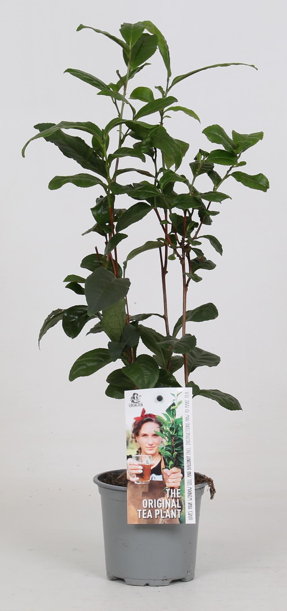 Camellia Sinensis - Teepflanze - Ø12cm - ↕40cm bei Pflanzfix24