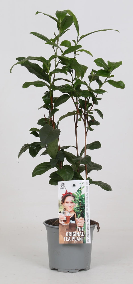 Camellia Sinensis - Teepflanze - Ø12cm - ↕40cm bei Pflanzfix24