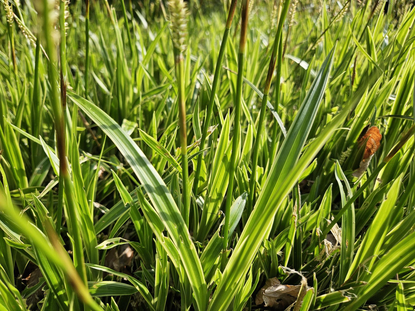 24x Carex morrowii 'Aureovariegata' - Pflanzfix24