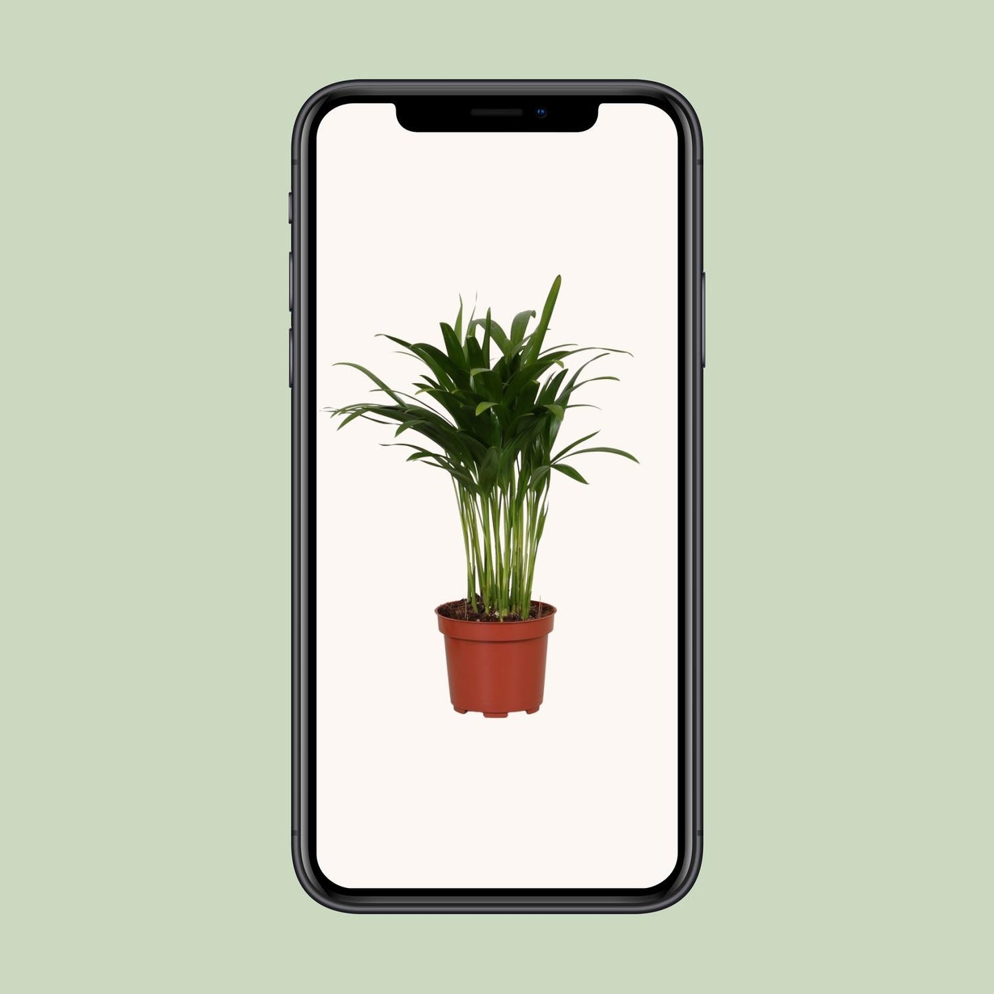 Areca Catechu - Ø12cm - ↕35cm - Pflanzfix24