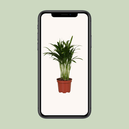 Areca Catechu - Ø12cm - ↕35cm - Pflanzfix24