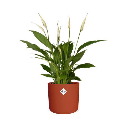 Spathiphyllum 12cm Torelli ohne Hülle in ELHO b.for soft rund 14cm Ziegel - Pflanzfix24