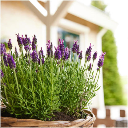 Lavandula stoechas Anouk® 6er-Set – Schopflavendel 12 cm | Pflanzfix24.de - Pflanzfix24.de