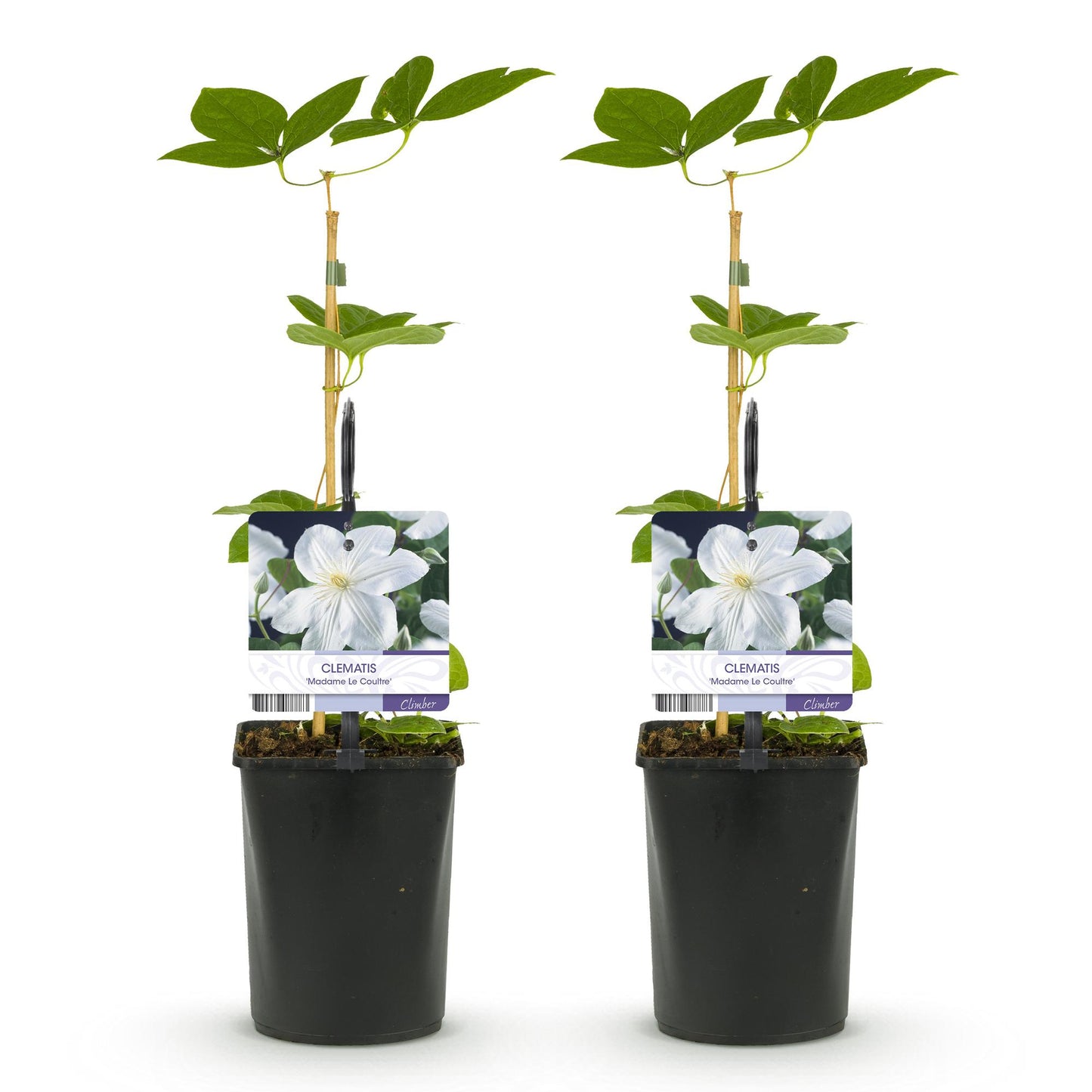 Pflanzfix24.de - Clematis Madame Le Coultre - blühend weiß - 2 Pflanzen - Pflanzfix24.de