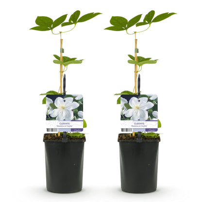 Pflanzfix24.de - Clematis Madame Le Coultre - blühend weiß - 2 Pflanzen - Pflanzfix24.de