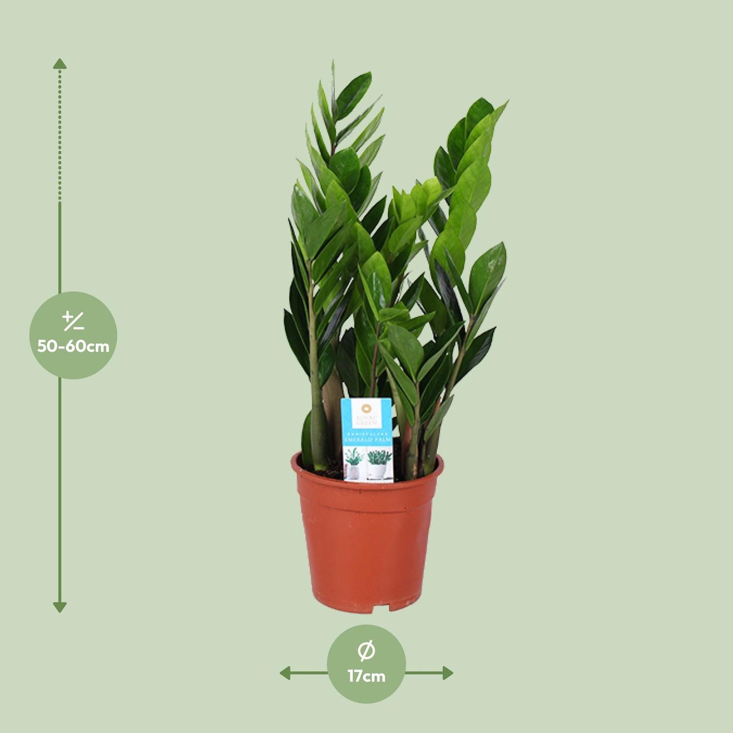 Zamioculcas Zamiifolia Ø17cm – Luftreinigend & Pflegeleicht | Pflanzfix24