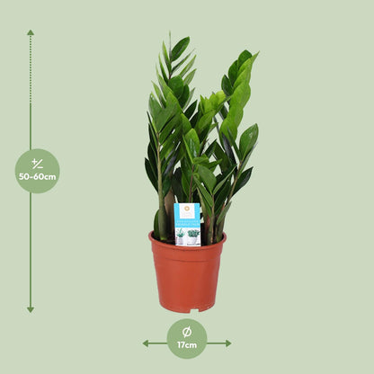 Zamioculcas Zamiifolia Ø17cm – Luftreinigend & Pflegeleicht | Pflanzfix24