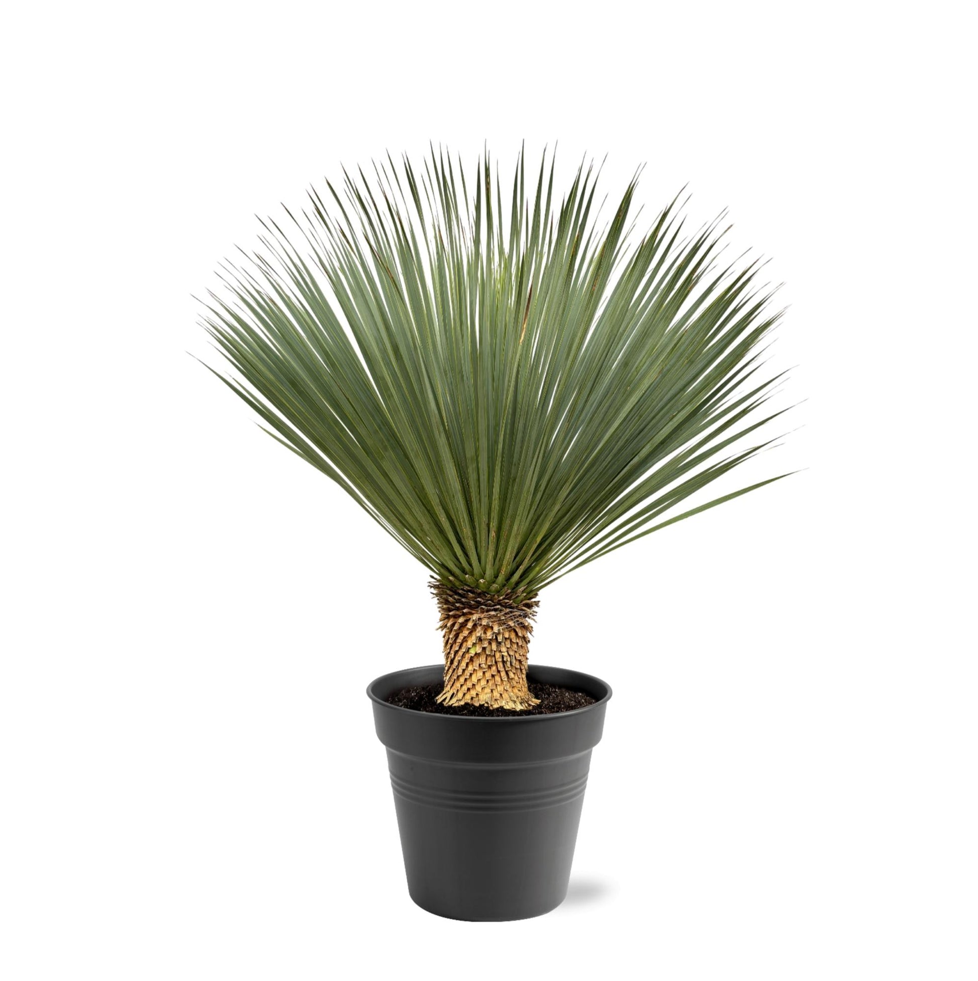 Yucca Rostrata 100-120 cm Topf Ø40 cm – Robust & Exotisch | Pflanzfix24.de - Pflanzfix24.de