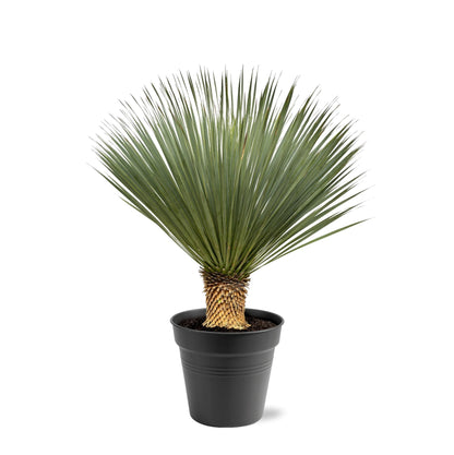Yucca Rostrata 100-120 cm Topf Ø40 cm – Robust & Exotisch | Pflanzfix24.de - Pflanzfix24.de