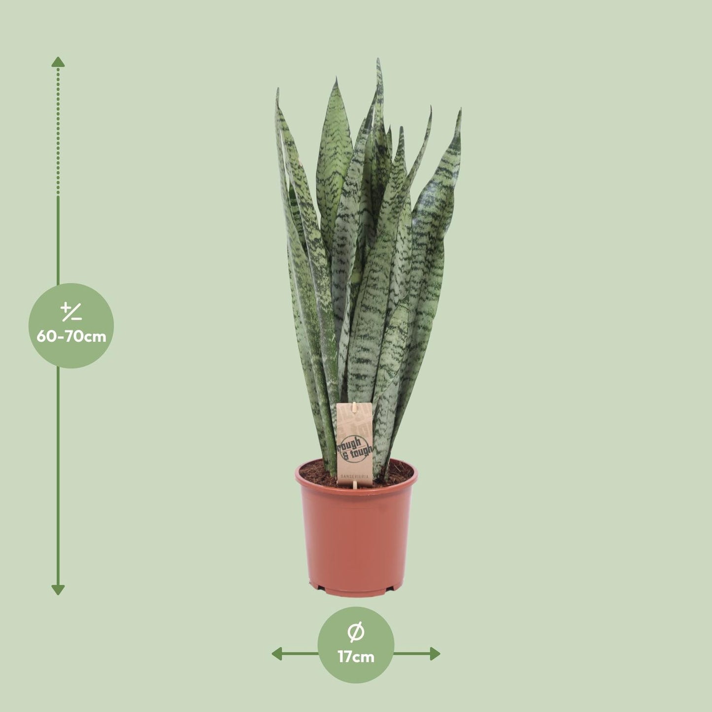Sansevieria Zeylanica - Ø17cm - ↕70cm - Pflanzfix24
