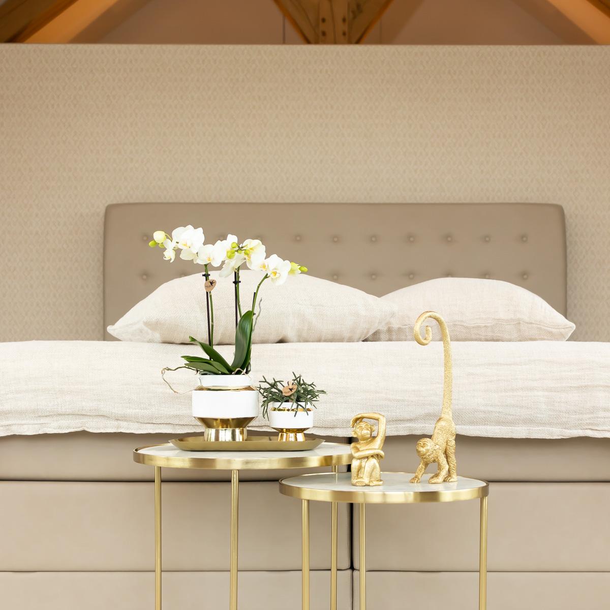 Kolibri Home Le Chic Blumentopf Weiß Ø6cm mit Gold – Keramik | Pflanzfix24.de - Pflanzfix24.de