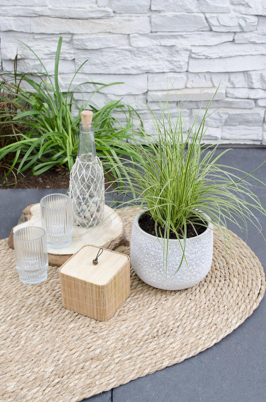 3x Carex brunnea 'Variegata' - 30cm - Ø14 - Pflanzfix24