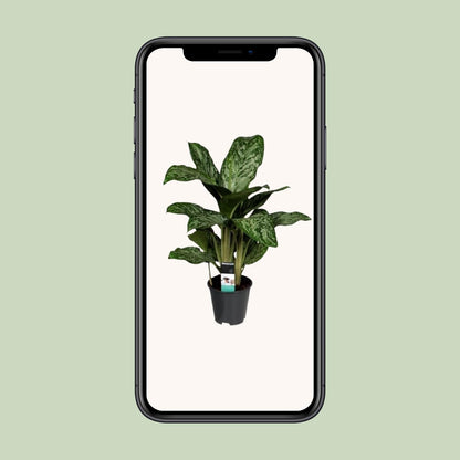 Aglaonema Greenlight (Decorum) - pflanzfix24