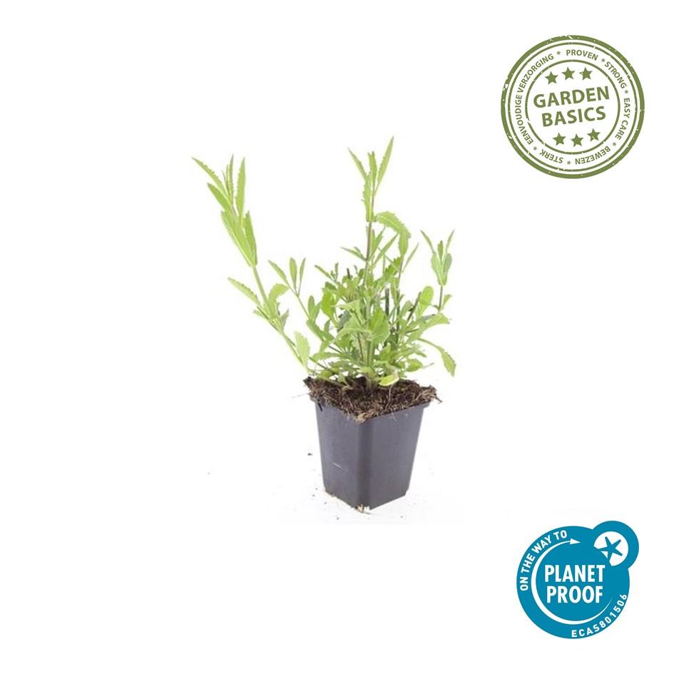 12x Verbena bonariensis - Staude kompakt | Pflanzfix24