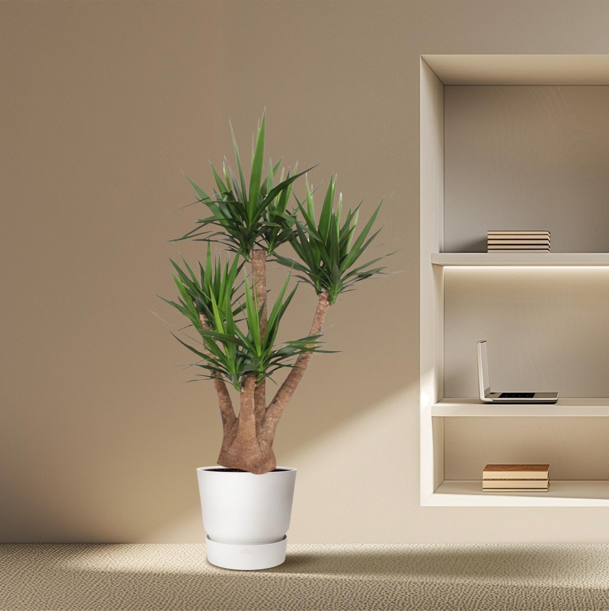 Yucca Elephantipes Verzweigt 170cm Ø45cm | Pflanzfix24.de - Pflanzfix24.de