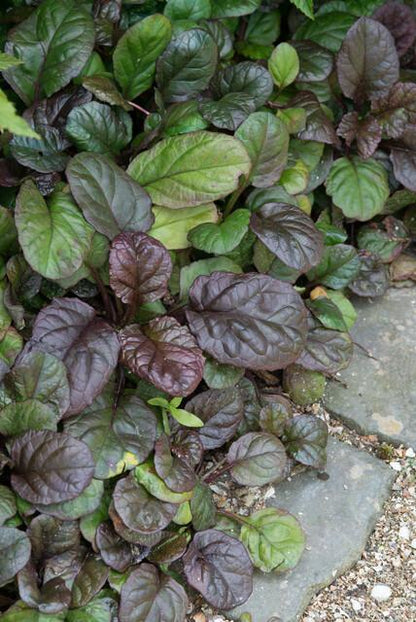 12x Ajuga reptans 'Catlin's Giant' - Pflanzfix24