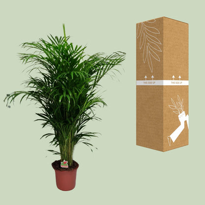 Dypsis Lutescens - Ø24cm - ↕125cm bei Pflanzfix24